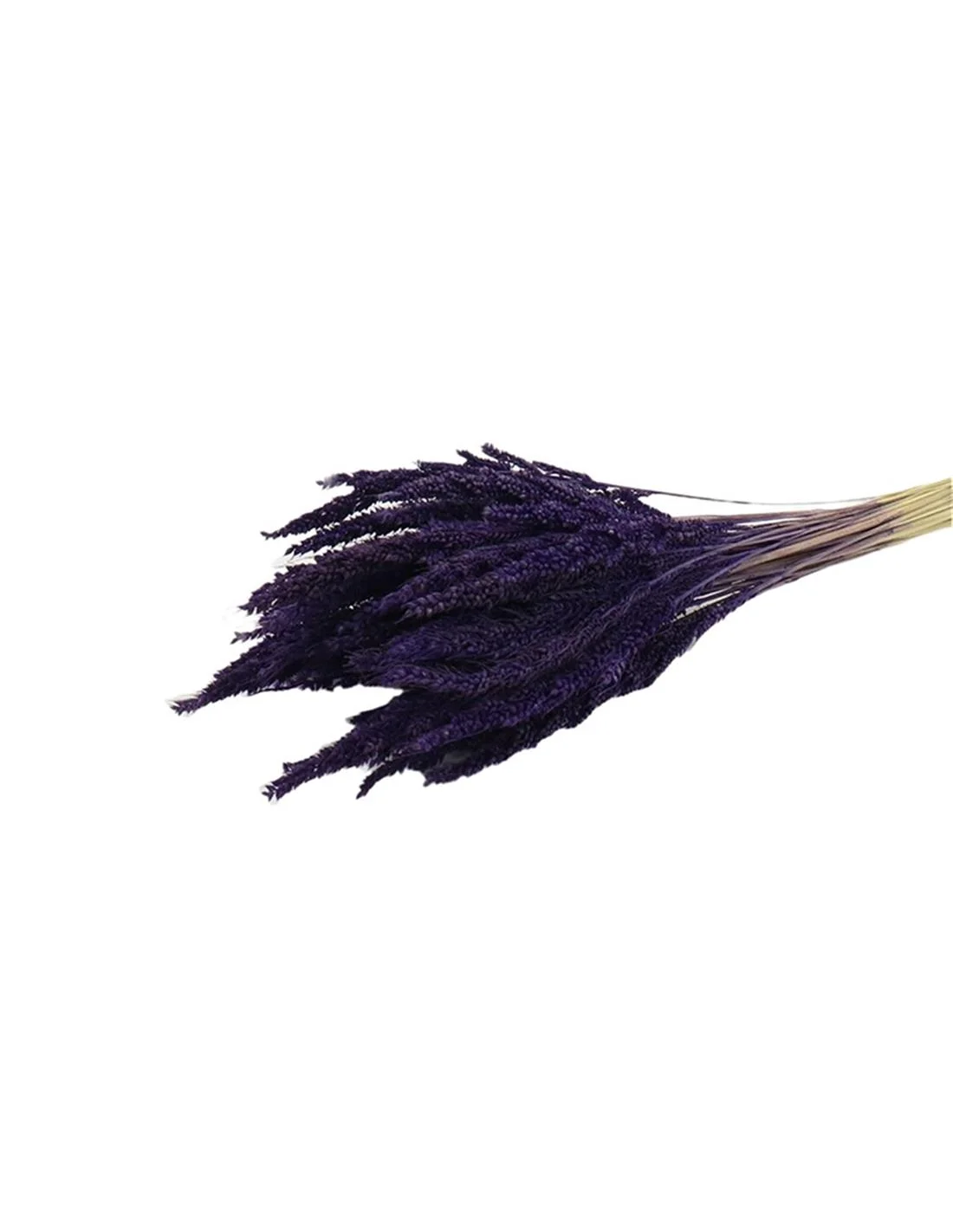 Φωτογραφία προϊόντος: Plastona Pinion Grass PURPLE