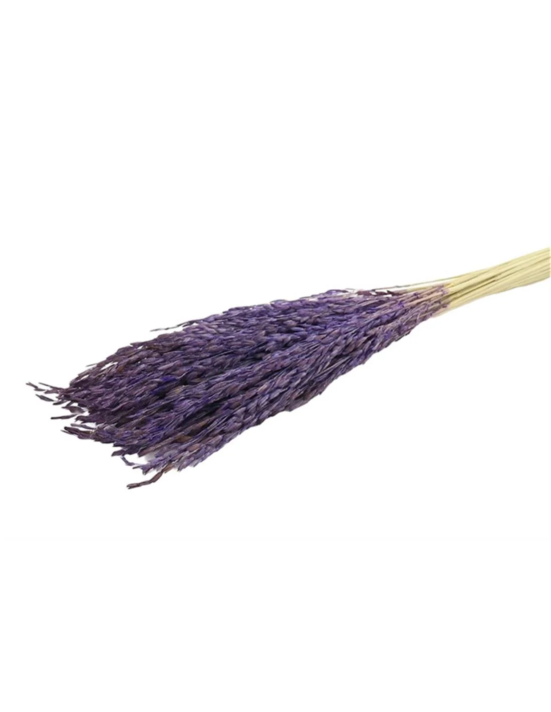 Φωτογραφία προϊόντος: Plastona Rice Oryza PURPLE