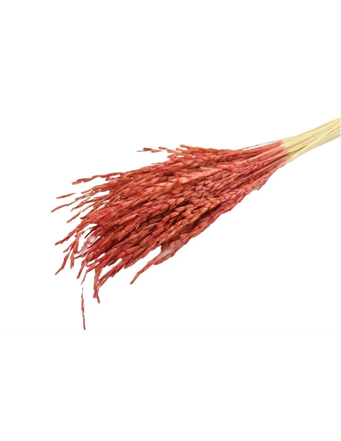 Φωτογραφία προϊόντος: Plastona Rice oryza κόκκινο
