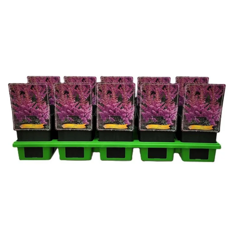 Φωτογραφία προϊόντος: OEM ΑΣΤΙΛΒΗ Astilbe Little Visions Pink