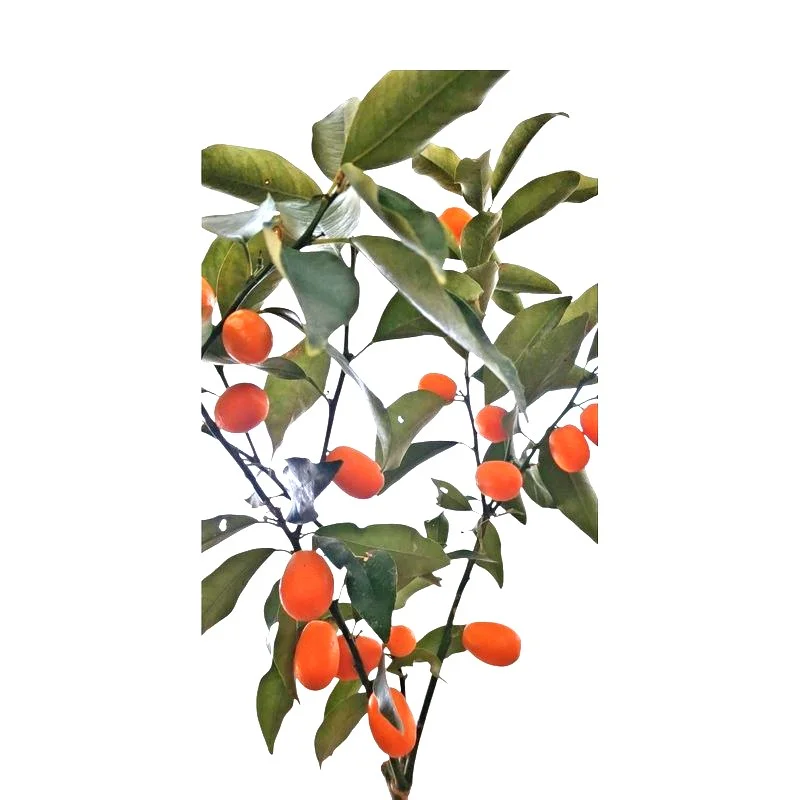 Φωτογραφία προϊόντος: OEM ΚΟΥΜ ΚΟΥΑΤ Rutaceae Citrus Japonica