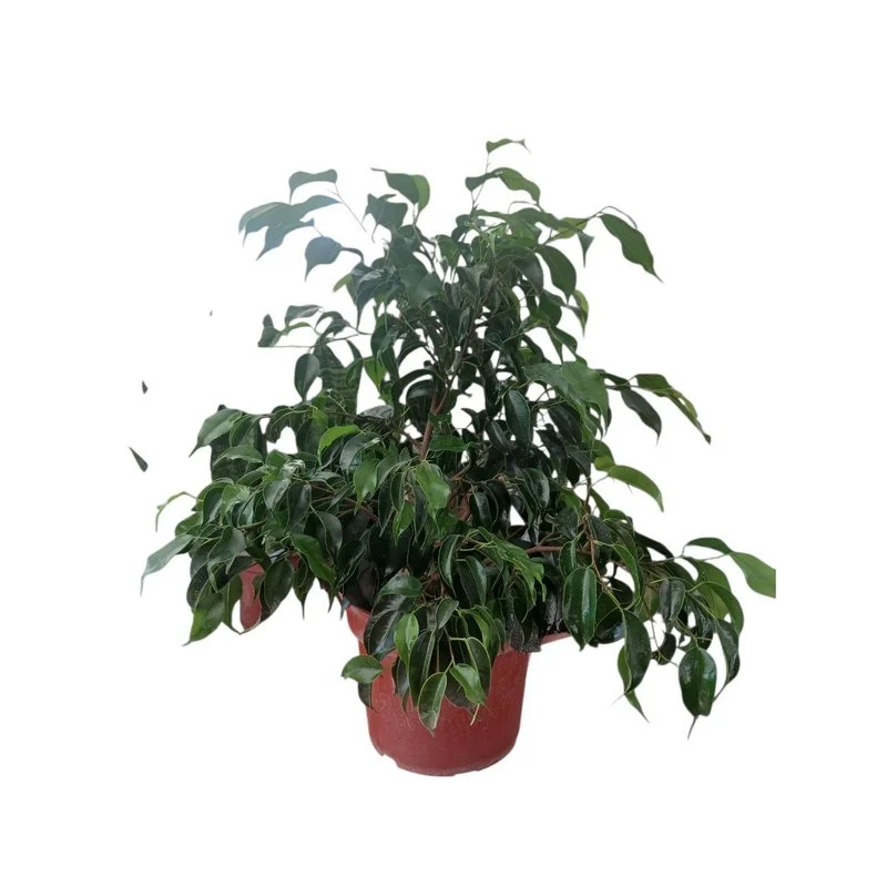 Φωτογραφία προϊόντος: OEM Ficus benjamina - Μπέντζαμιν