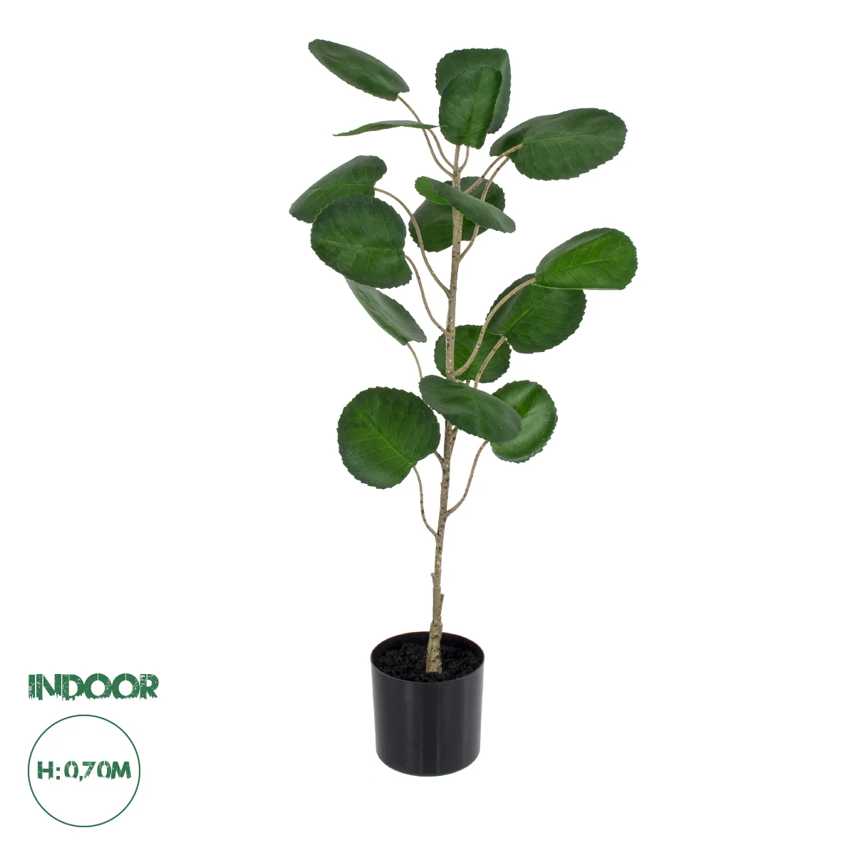 Φωτογραφία προϊόντος: GloboStar® Artificial Garden POLYSCIAS BALFOURIANA TREE 20373 Τεχνητό Διακοσμητικό Φυτό Πολυσκιά Υ70cm