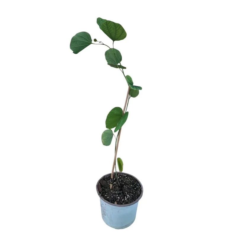 Φωτογραφία προϊόντος: OEM Μποχίνια Bauhinia Purpurea