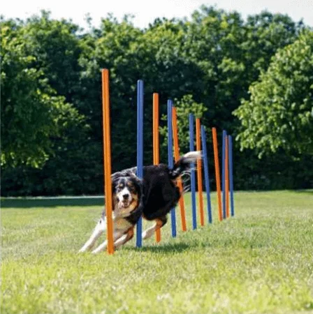 Φωτογραφία προϊόντος: Trixie agility στύλος slalom από πλαστικό 2 χρώματα Trixie (1031676)