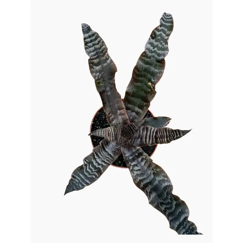 Φωτογραφία προϊόντος: Cryptanthus Zonatus Tiger