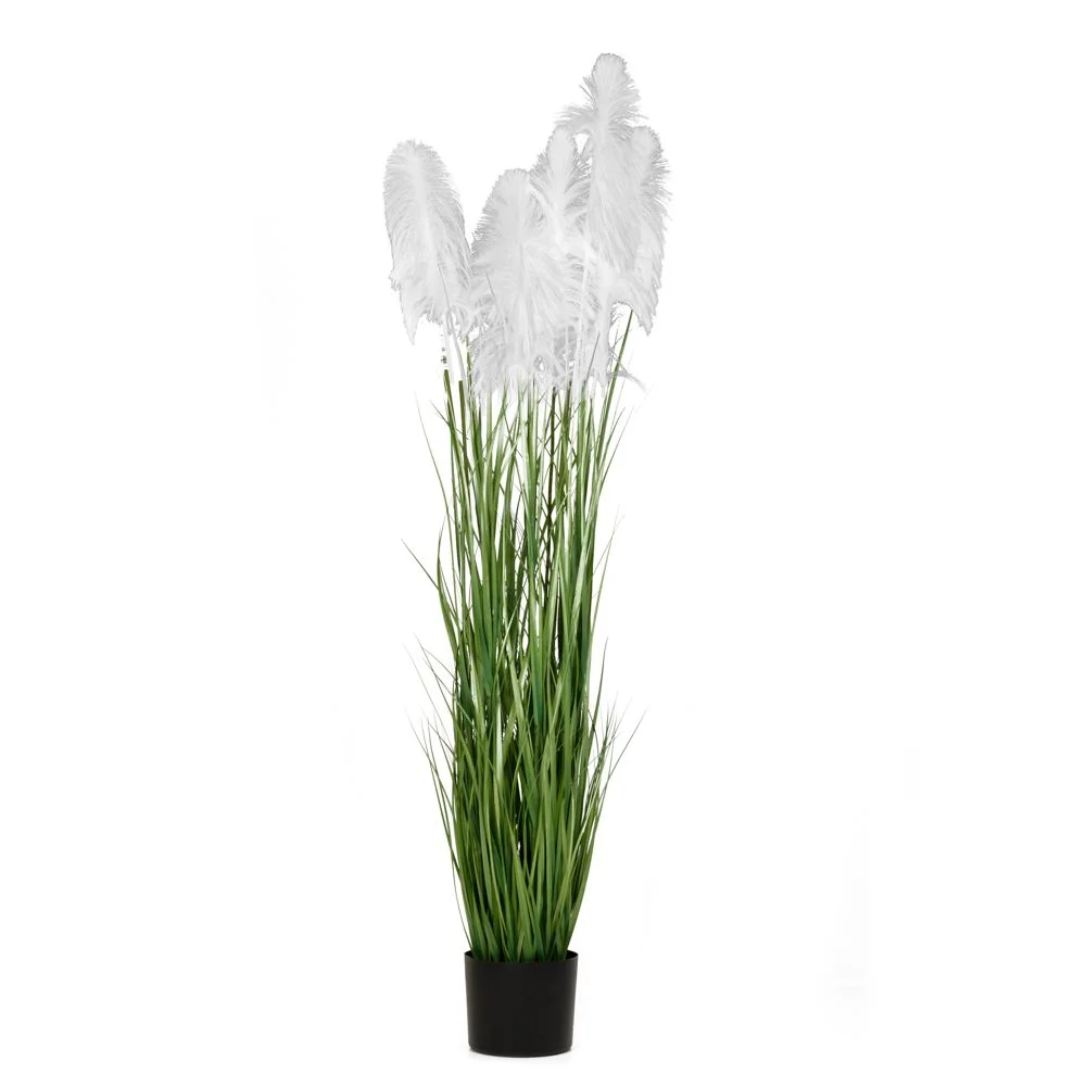 Φωτογραφία προϊόντος: Iliadis Φυτο Λευκο Pampas Grass Χ3 Φ23Χ220Εκ Σε Μαυρη Πλαστικη Γλαστρα